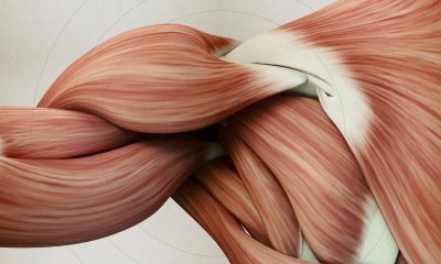 Stanford Muscke ageing research